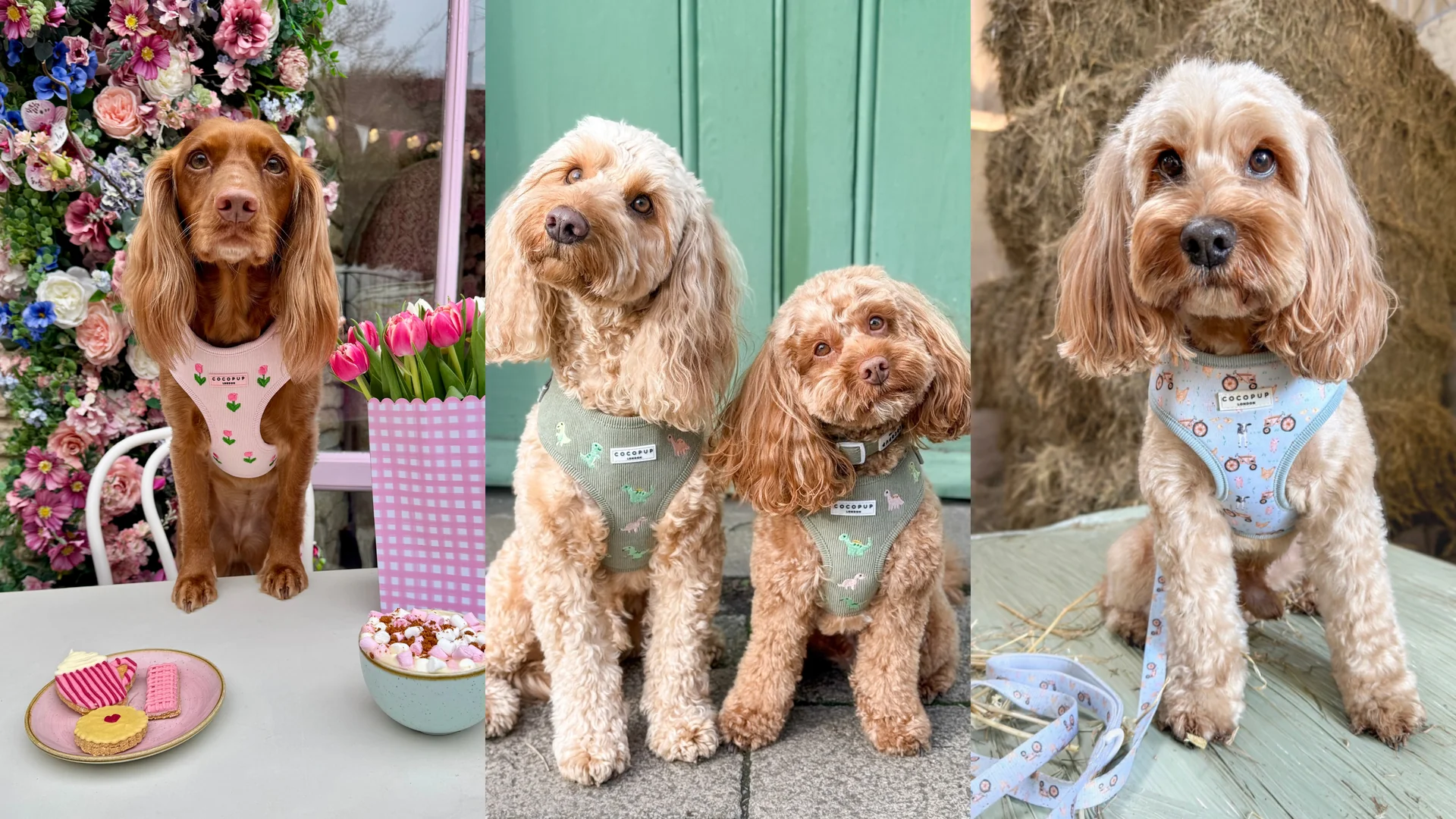 Chic Walks for Stylish Paws